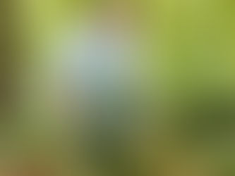 Fragen zum gesunden Wald