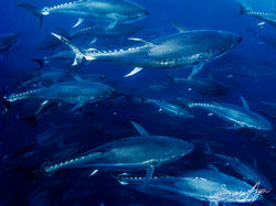 SA Libyan Waters Sea Shepherd Releasing Bluefin Tuna Net 024 3359