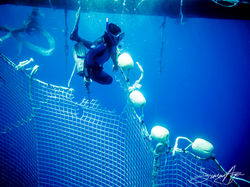 SA Libyan Waters Sea Shepherd Releasing Bluefin Tuna Diver Tuna Net 007 3340