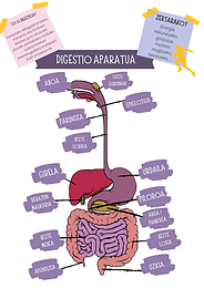 DIGESTIO APARATUA (1).png