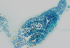 Pap テ・00-3.jpg