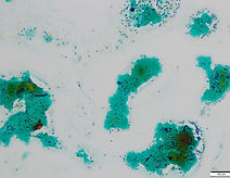 Pap テ・00-2.jpg