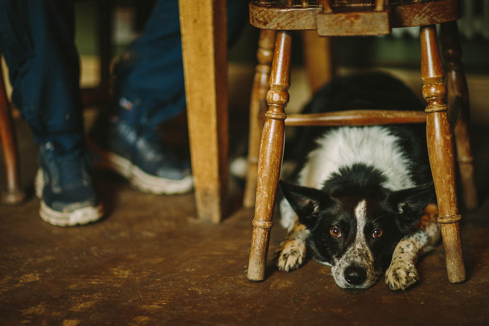 A dog resting under a chair in a pub.
