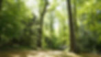 Woodland with the sun shining on the trees.
