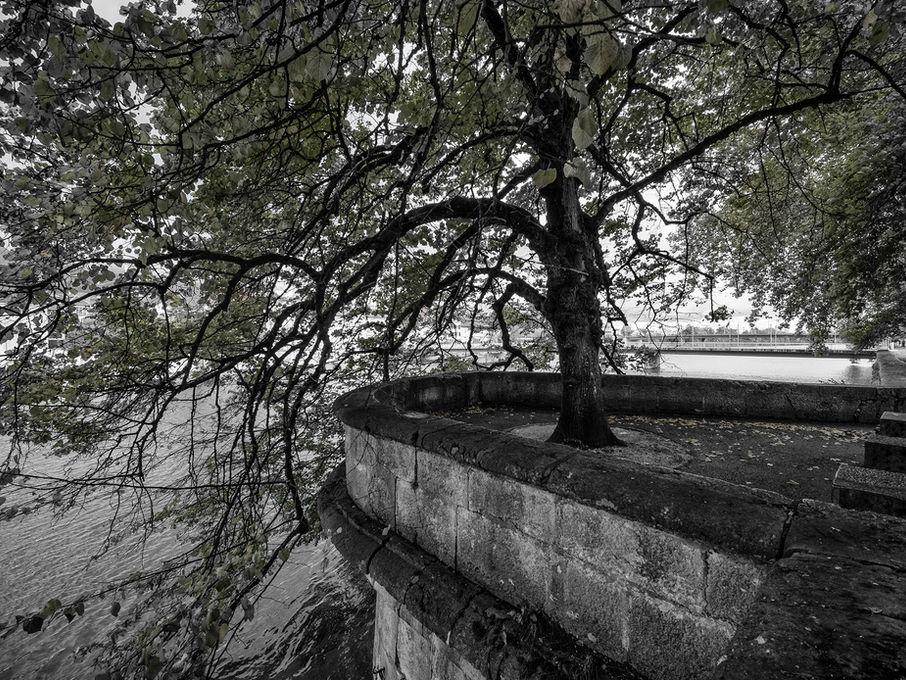 Baum, Terrasse, Aare, Wasser, Ufer