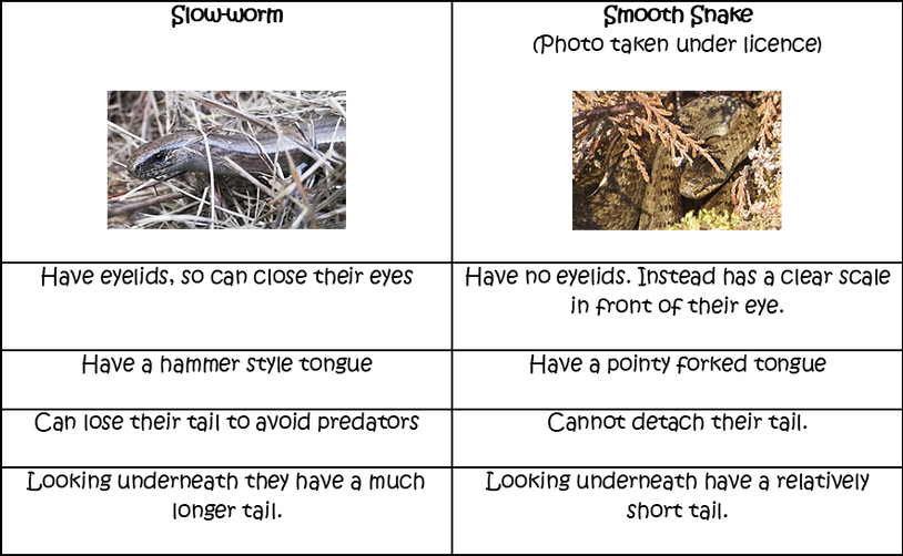 snake or lizard.png