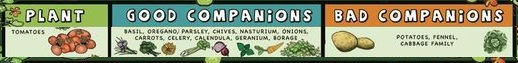Tomate_Comp