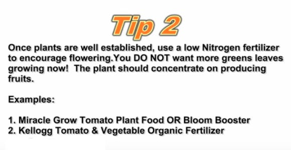 Toamate Tip 2
