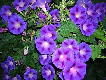 morning-glory-closeup