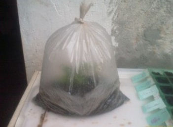 Estacas de galhos com o saco fechado