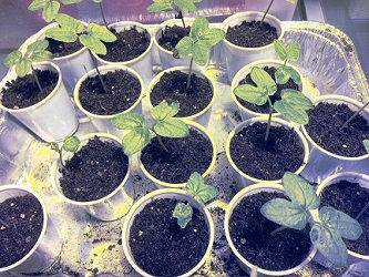 morning-glory-seedlings