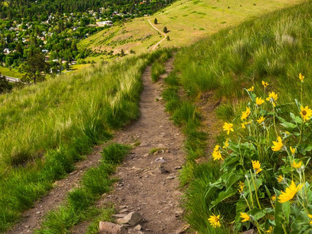 Trail and flowers on Mount Sentinel in Missoula, Montana