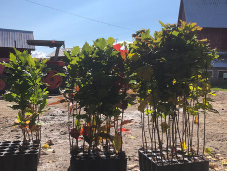 Farm Tree planting and new store hours!