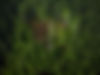 off-road-car-adventure-on-forest-road-drone-view-2025-03-31-08-15-10-utc (2).jpg