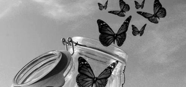papillon.jpeg