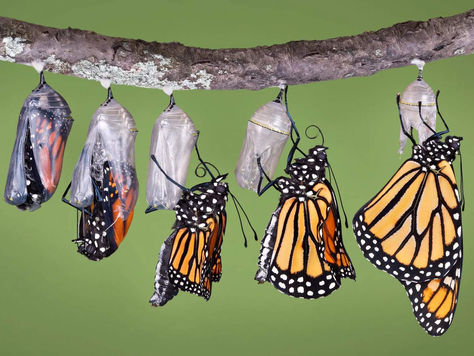 Composite-of-five-different-views-of-monarch-emerging-from-chrysalis