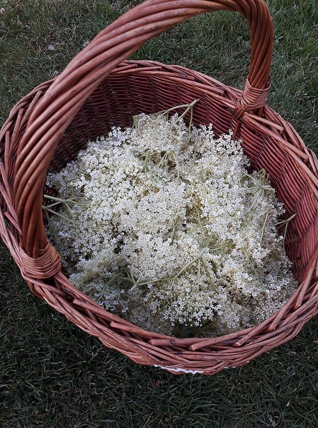 HYLDEBLOMST6