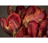 PietkaPhotography.png