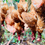 Thumbnail: Bone in, Raw Dog Food with Organs 
