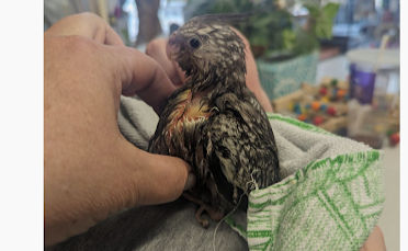 BABY BIRD CONDITIONS