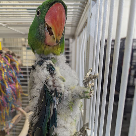 NEGLECT or EXCESSIVE PLUCKING