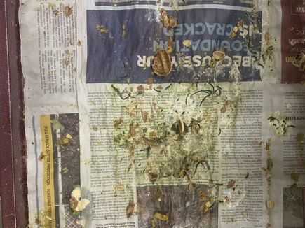 Pic 2of unusual looking waste inside Sailor's cage after 1 day.