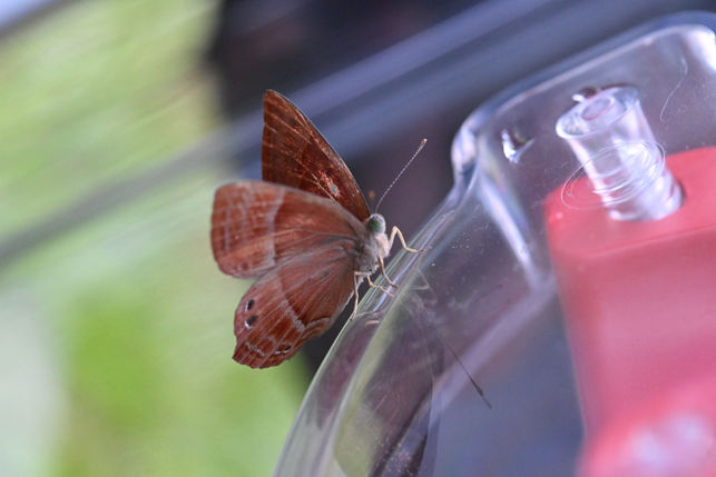 Plum Judy (Abisara echerius) 蛇目褐蜆蝶