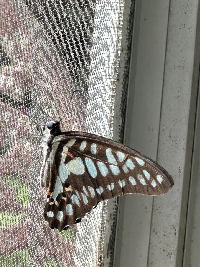 Common Jay (Graphium doson) 木蘭青鳳蝶