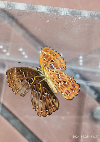 Punchinello (Zemeros flegyas) 波蜆蝶