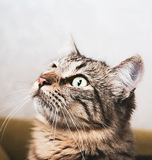 Mouja, our cat, the most beautiful surfer cat in Morocco