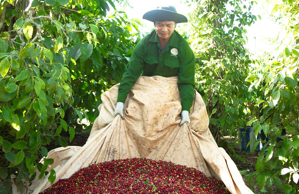 Harvesting organic coffee at the farm (Source: Author)