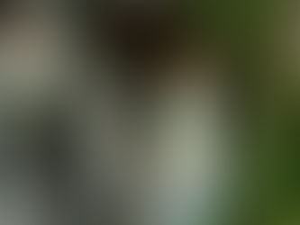 Le apparizioni di Lourdes nel Carisma degli Araldi del Vangelo.