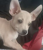 Luca Chevy Aldama