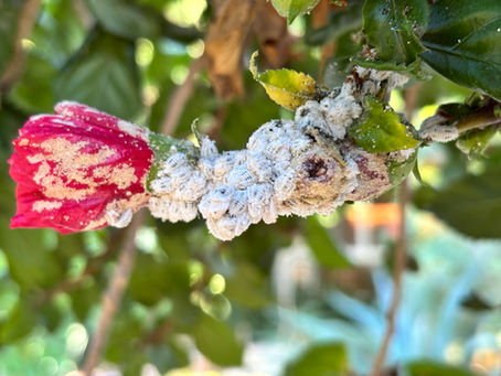איך אני מתמודד עם כנימות בגינה שלי?