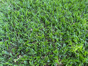 יש לכם דשא מסוג ׳דרבן׳? כך תטפלו בו נכון כדי שיאריך חיים