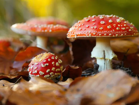 Extra warmte tijdens de koudere herfstdagen