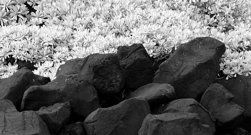 Hawaii in Black and White ed. 4