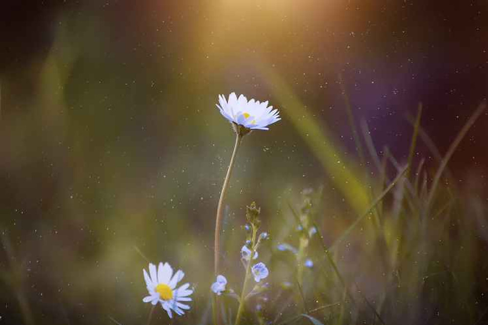 blooming blur close up daisy