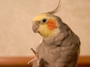 cockatiel head shot