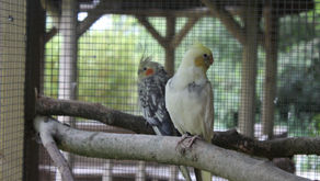 Facts On Cockatiels.