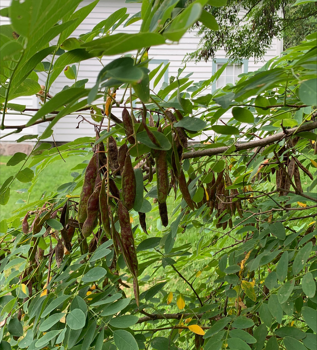 Black Locust Seed Pods