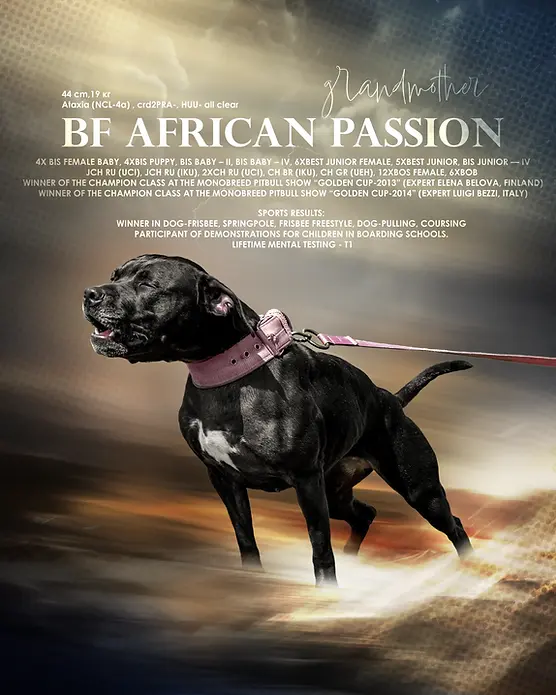 black pitbull legend pitbull bf african passion1.webp