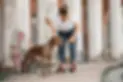 ADBA Standart for american Pitbull Terrier.webp