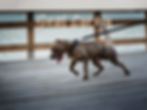 pitbull male american adba CHOCOLATE PITBULL real pitbull.jpeg