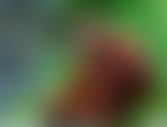 Как правильно писать: орангутан(г)?