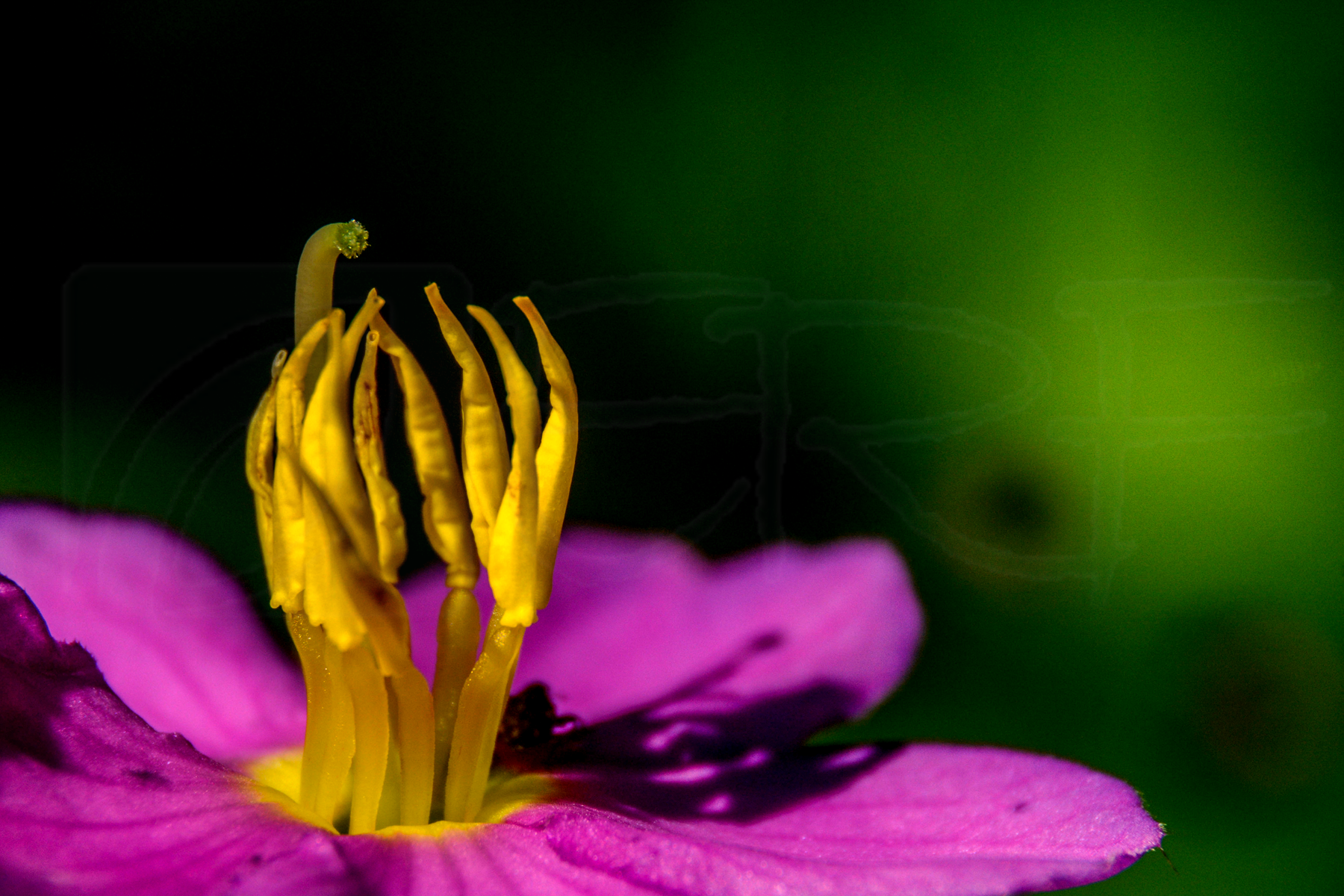 Melastoma malabathricum -