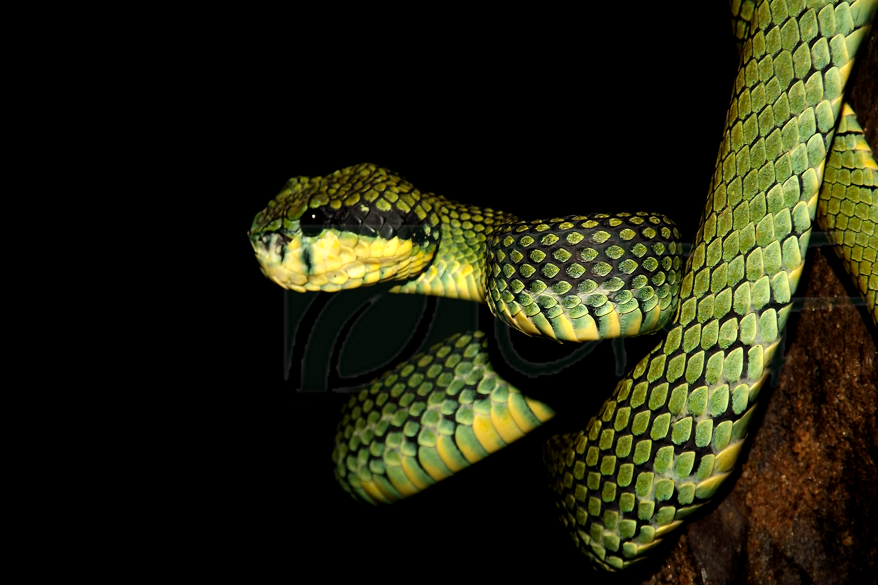 Green pit viper