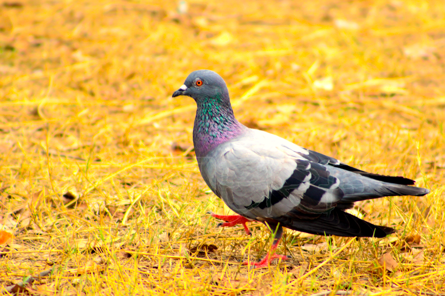 spotted dove