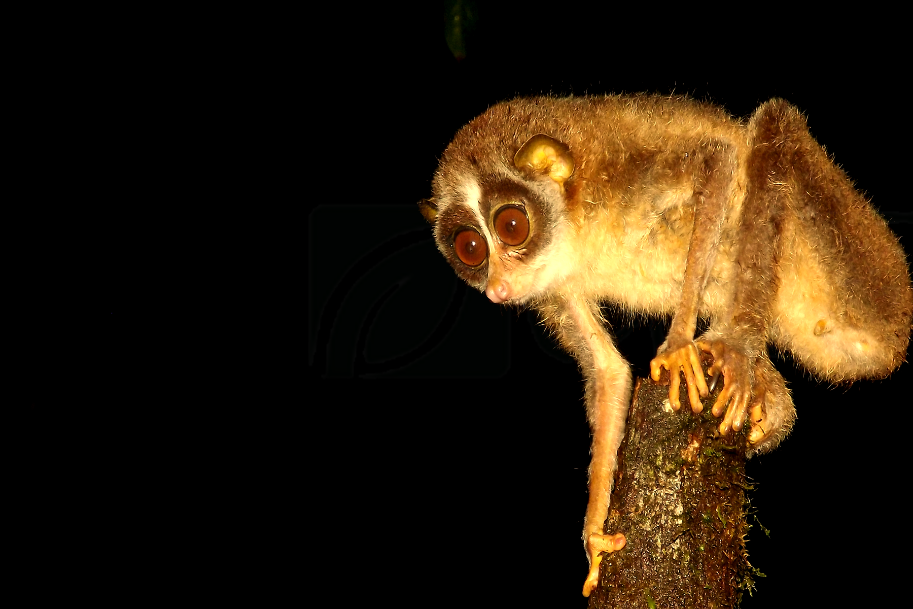 Red Slender Loris