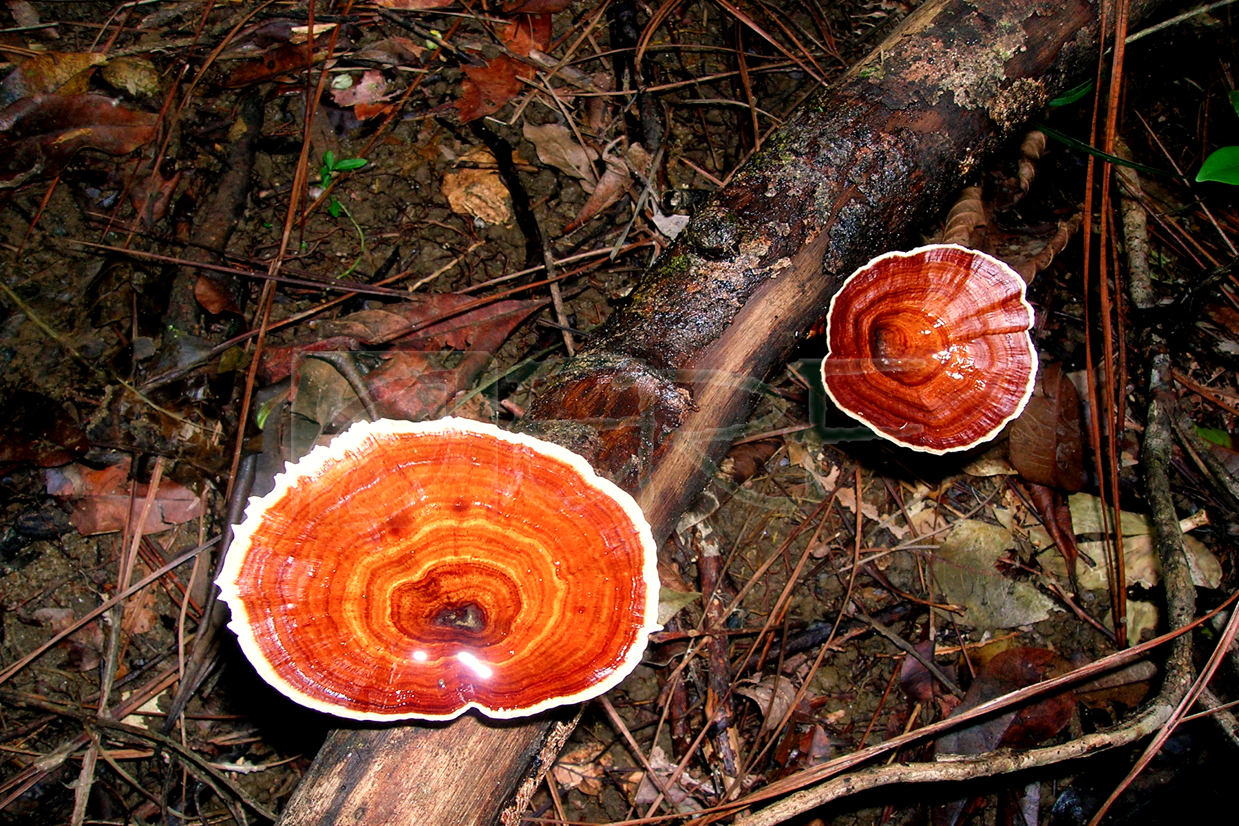 Wild mushrooms